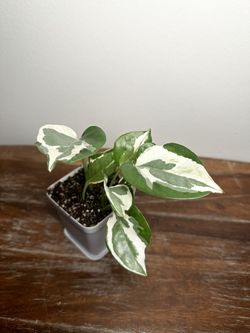 Pothos N’Joy Plants 🪴