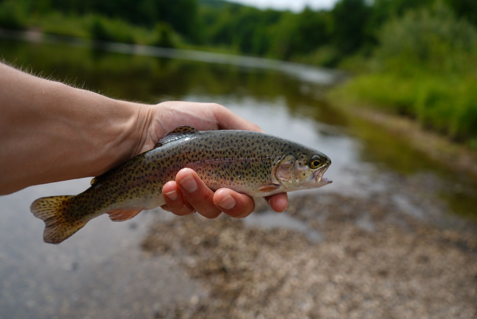 Trout Fishing Beads