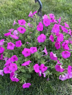 Hanging Basket