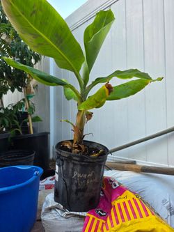 Mysore dwarf Indian banana plant