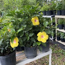 hibiscus ovalifolius Flower