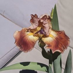 "Renegade Lady" Iris