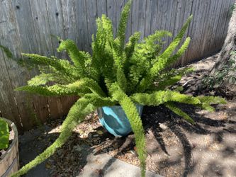 XL Foxtail Fern In New Light Weight Planter In Potting Soil
