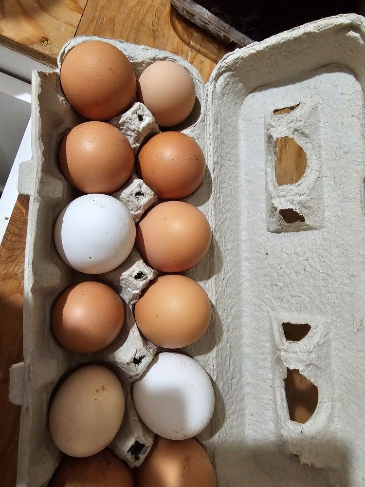Pasture Organic Eggs