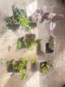 Potted houseplant