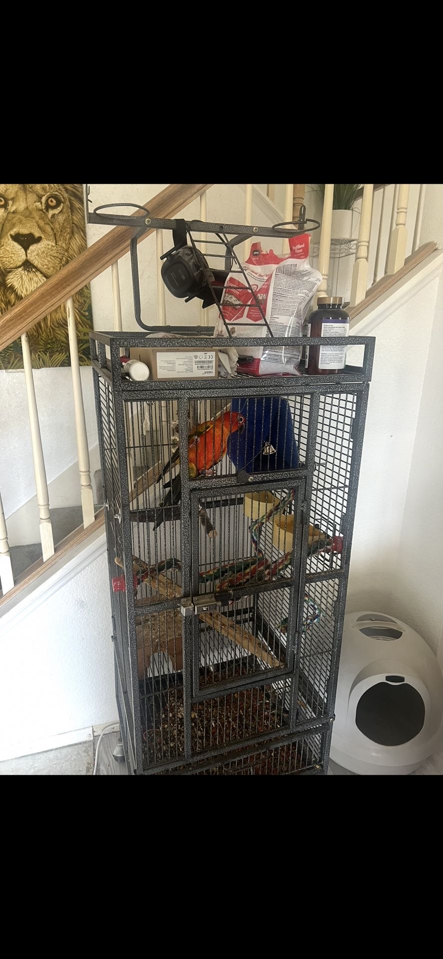 Bird Cage