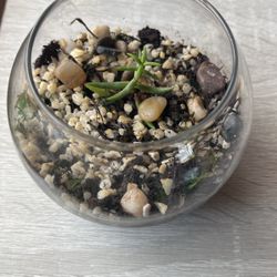 Terrarium DIY Kit With Live Plant