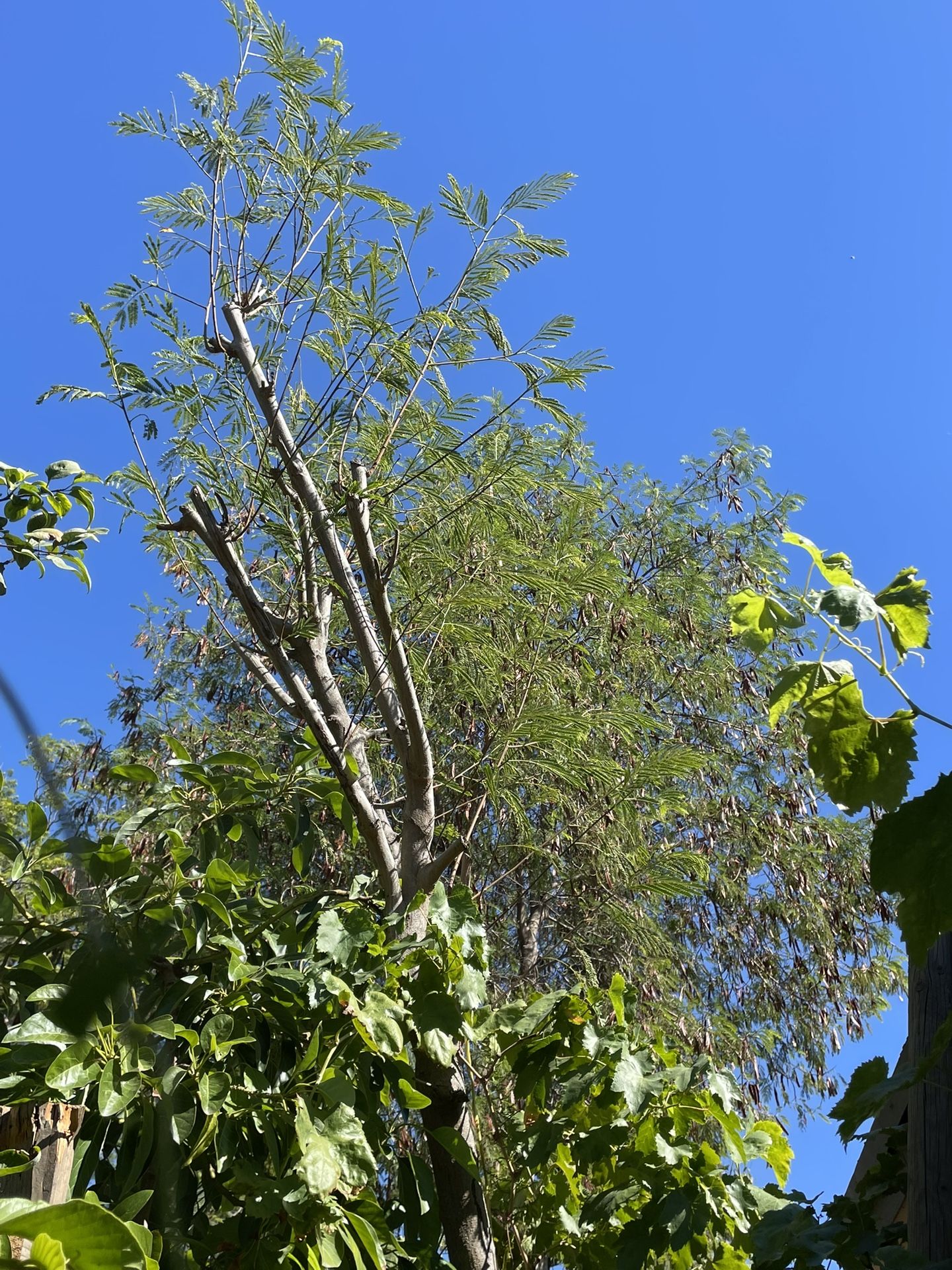 Árbol De Huaje .. Está En Una Caja De Madera De 24”tiene Más De 12 Pies De Alto No Tengo Espacio Por Eso Lo Vendo