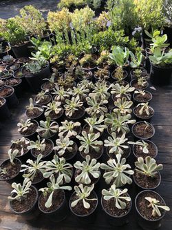 Succulents !
