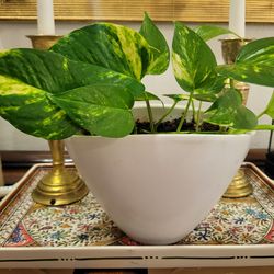 pothos plant