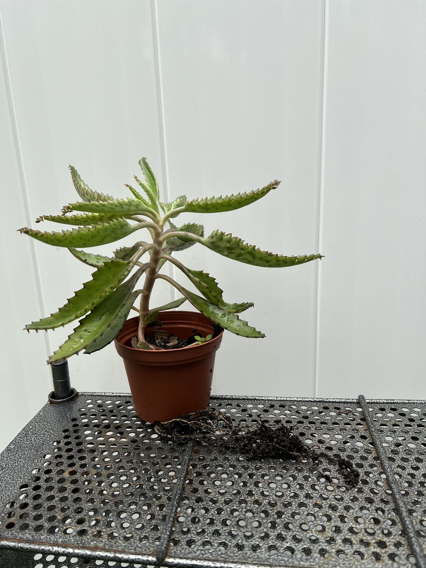 Mother of Thousands (Kalanchoe Daigremontiana)