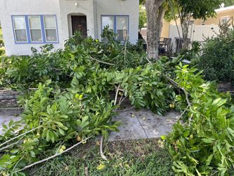 Trees And Palms Trimming