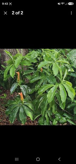 This plant is identified as a Spiral Ginger (genus Costus), often specifically Red Button Ginger (Costus woodsonii)