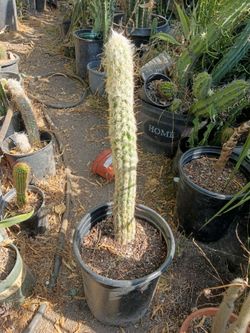 Old man cactus plant