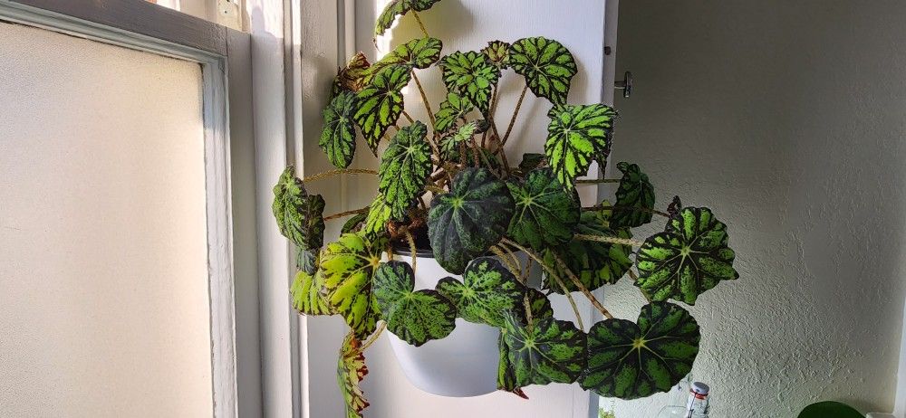 Begonia "Persian Brocade"