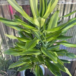 Dracaena Sol Plants