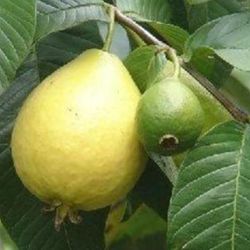 Thai Queen Guava 3ft 1 Gallon Starter Plant