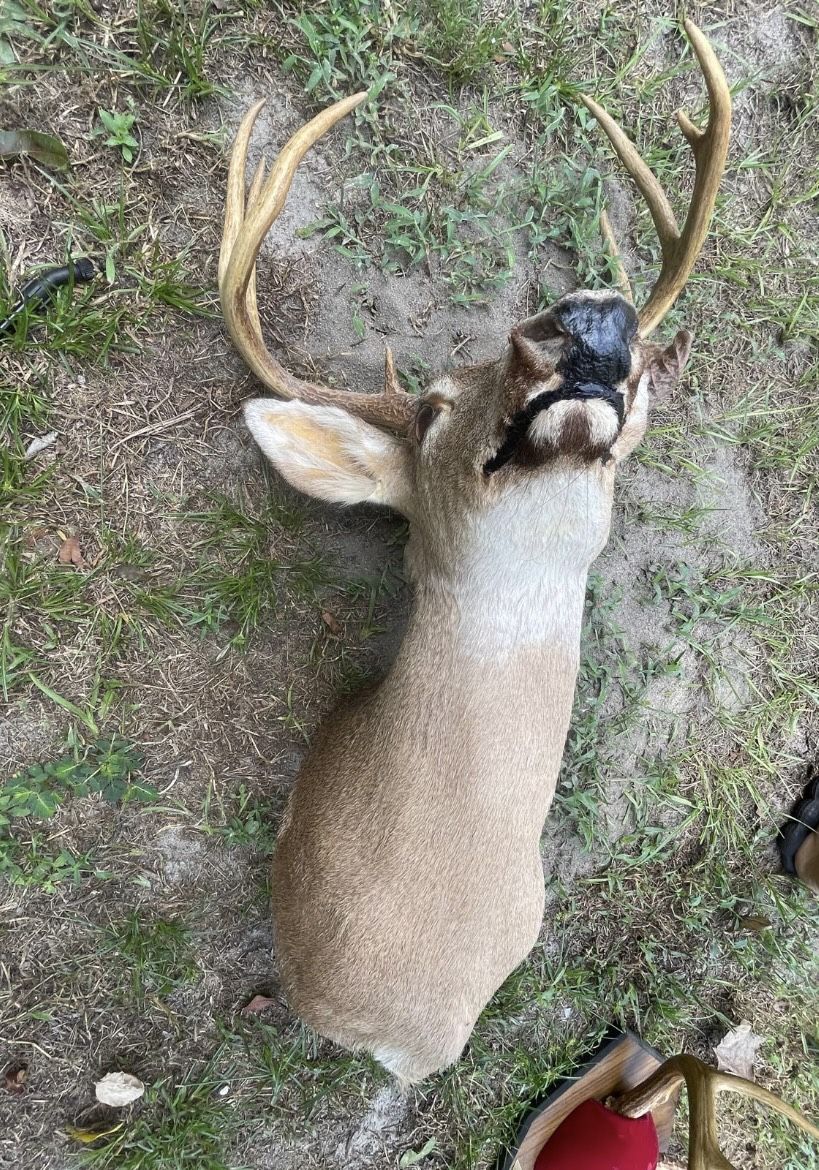Taxidermy deer
