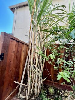 Sugarcane