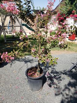 Pink Myrtle 