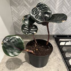 Unique Indoor Plant - Geogenanthus Ciliatus