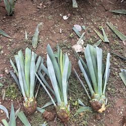 Agave  azul tequila