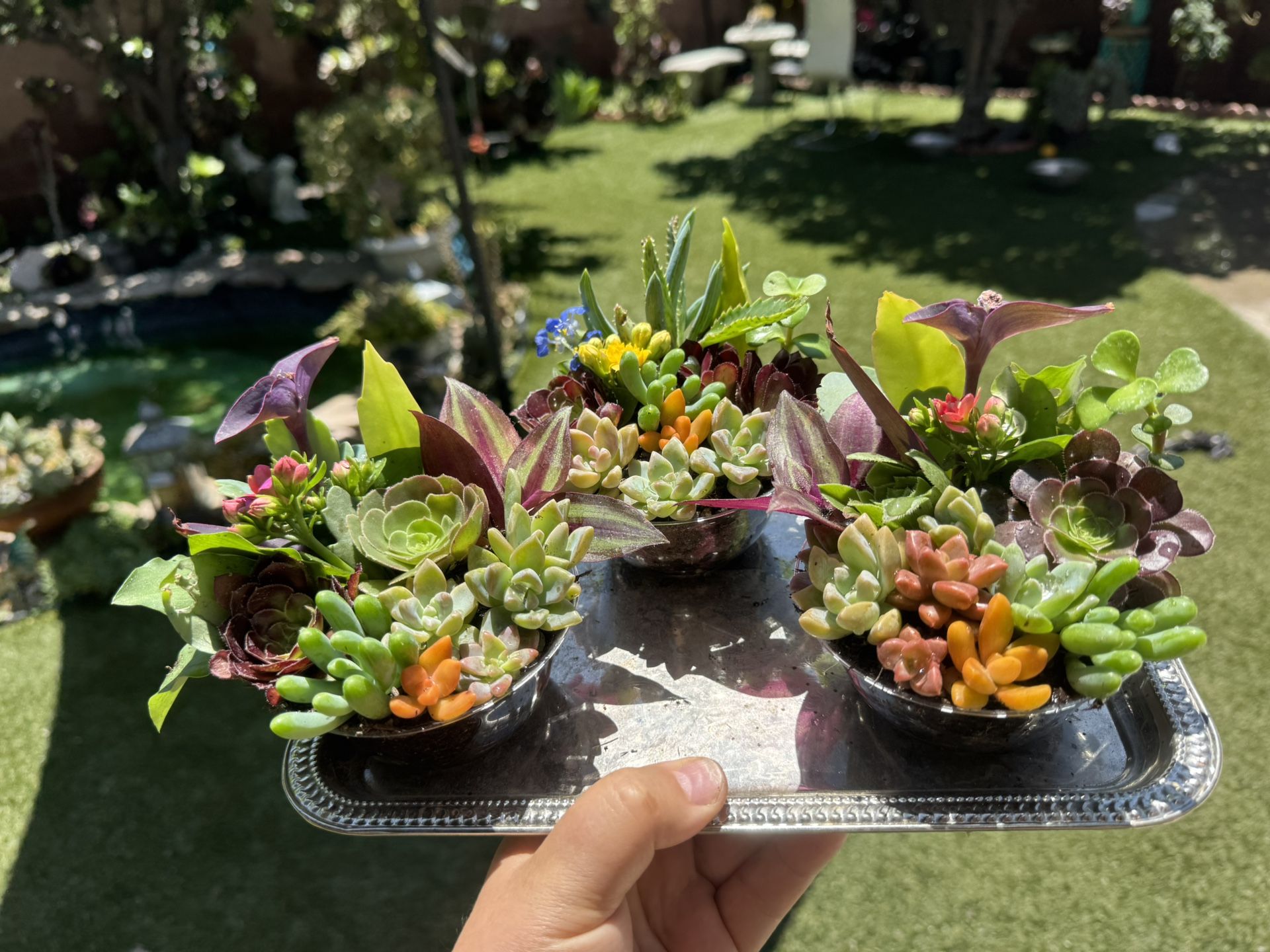 Cute Little Succulents Pots , Each $2.50