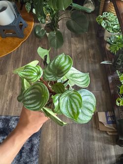 Plants For Sale 