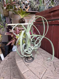 Huge 14” Tall Curly Slim Airplant