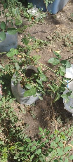 burgandy climbing roses