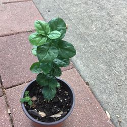 Arabian Jasmine Or Grant Duke Plant 