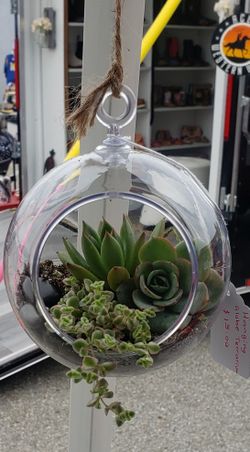 Hanging Bowl Terrerium With Succulents