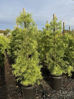 Fern Pine Privacy Hedge 