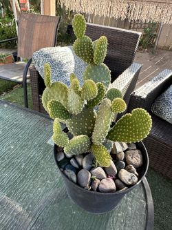 Planta