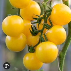 Tomato Plants 