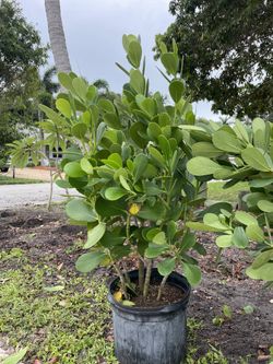 Clusia Plant
