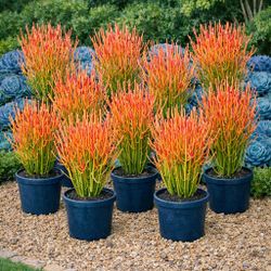 10 of 16-24” Beautiful Red Fire Stick Plant In A Pot, Pencil Plant Succulent
