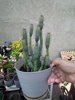 Small cactus plant
