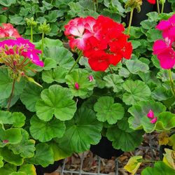 Geranios Geraniums Plants 1gallon 