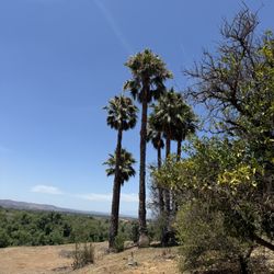 Palms