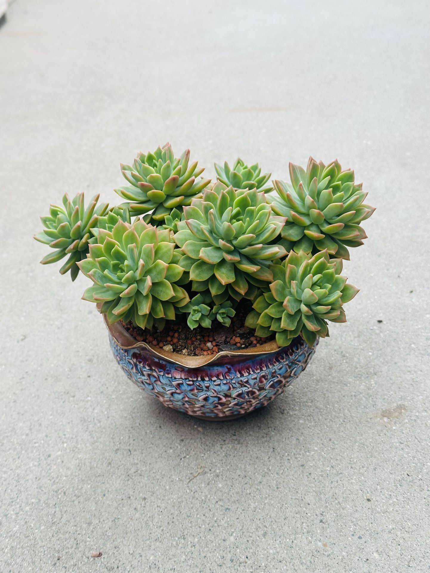 Succulents plants 🪴