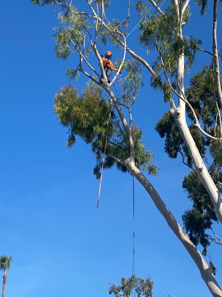 EUCALYPTUS 2 FOR 80🪵🪾🌳🌴🌲🌵stump Grinder $trimm $