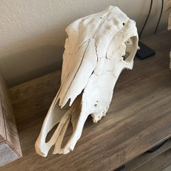 Cow Skull