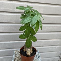 6” Money Tree 