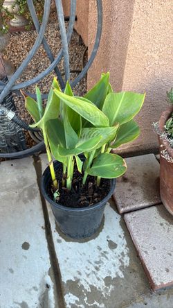 Canna Lily Plant in Nursery Pot