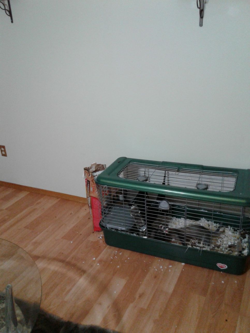 Ferrets with cage