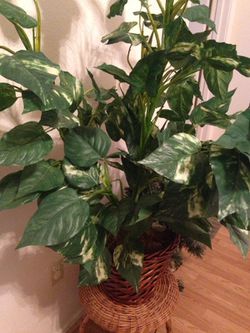 Fake plants for Sale in San Antonio, TX - OfferUp