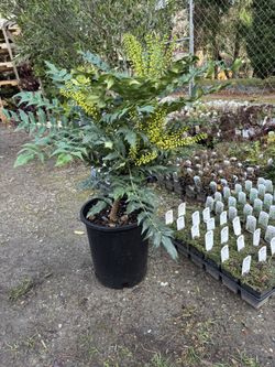Mahonia x ‘Winter Sun’ 5gal