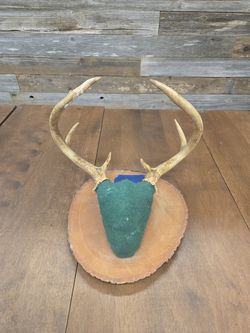 Vintage Whitetail Deer Antler Mount on Plaque Taxidermy 8 Point Cabin Decor