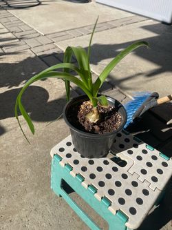 Pony tail plant